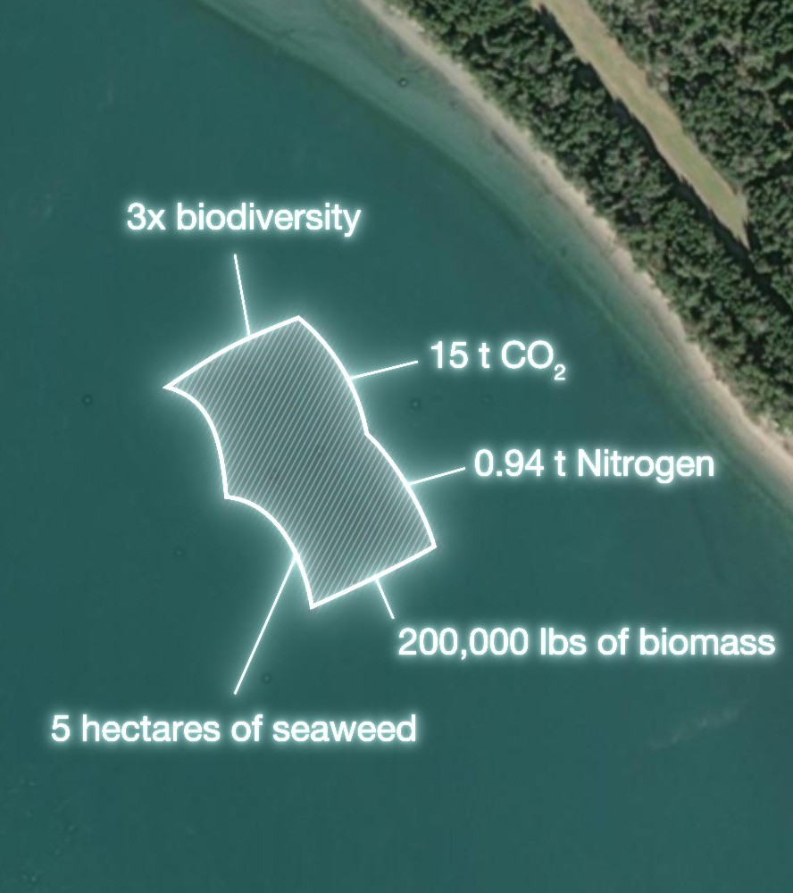 Hum.AI generative AI foundational model insights on seaweed carbon sequestration